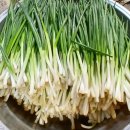 입맛을 살리는 밑반찬 요리 | 봄철 입맛 살리는 밥도둑, 집에서 담근 쪽파김치 만들기(황금 레시피)