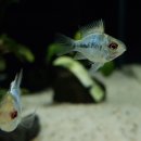 코보아쿠아 이미지