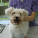 정원 양한방동물병원 이미지