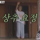 멋쟁이토마토 이미지