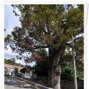 임피초등학교 이미지