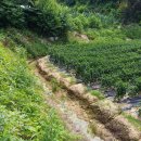 토지(추후 건축시 문제 여부확인) 현장답사 --- 봉화군 물야면 이미지