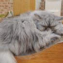 못말리는 고양이 이미지