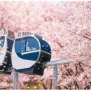 대궐힐링파크 | 아직도 이걸 모른다고? 화담숲 벚꽃 모노레일 실패 없는 예약 방법 (NOL 회원 필수!)