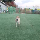 옥스포독 이미지