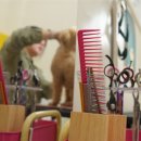 왈왈애견 이미지