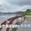 순천고들빼기영농조합법인 | 생생정보 미스터리 순천시 여행지 - 화포해변 순천만습지 칠면초 군락지