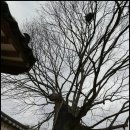 남천고을 Daum카페
