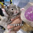 햄스터분양 베이비초롱 이미지