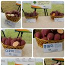 남상식 | 고구마의날축제한마당 - 농촌진흥청 국립식량과학원