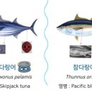 연승참치