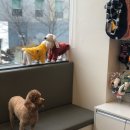 365동판교동물병원 이미지