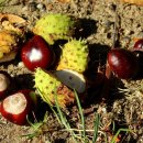 마로니에 이미지