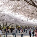 봄나들이는 이곳으로, 2024 봄꽃 축제 4 이미지