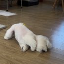 안다펫살롱 이미지