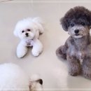 하울팟 한남점 이미지