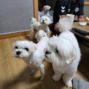 을왕리해수욕장-작은화장실 | 인천 영종도 을왕리 해수욕장 애견동반 가성비 숙소 대명펜션