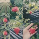 진형농장 이미지