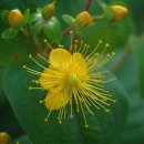 세인트존스워트 [서양고추나물, St. John's wort (Hypericum perforatum)] 이미지