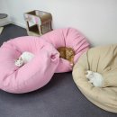 동물보육원 고양이 후원 카페 | 동물보육원 고양이 후원 카페 입소