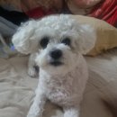 그루밍봄 | 꼬질이 강아지 미용🐶그라운독 그루밍