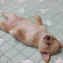 개꿈 이미지