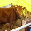 우리집 한우 이미지