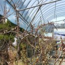 매화농원 이미지