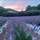 보랏빛향기 이미지