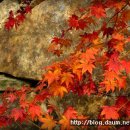 피아골민박 이미지