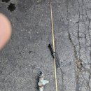 대일카마스터 이미지