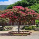 늦게 피는 꽃 이미지