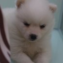 펫 매니저 이미지