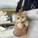 데일리독 이미지