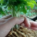 청춘농원 이미지