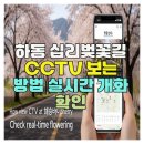 재난영상정보CCTV | 하동 십리벚꽃길 CCTV 보는 방법 실시간 개화 확인