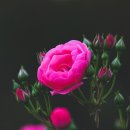 헬로우동물병원 이미지