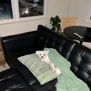 [언제든학교]짧은 소설 긴 수다 시즌10 | 미국 백수 일기 3월 첫째주 일상 및 챌린지 | G.I. Bill COE 승인 완료! 미군 배우자끼리 저녁식사...