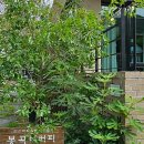봉곡리커피