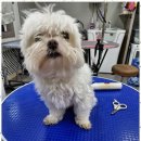 더 빛나개(the 빛나개) | 인제애견미용 반려견과 함께하는 행복한 순간을 위한 빛나개 방문기