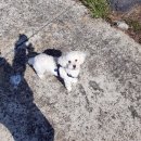 경남화이트 이미지