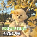 신경섭가옥 공중화장실 | 국내 가을여행 보령 청라은행마을 은행나무 명소 신경섭 가옥 애견동반 방문후기
