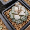 백옥농장 이미지