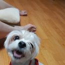 도그루아 이미지