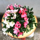 황(근상)-(Sold Out) 이미지