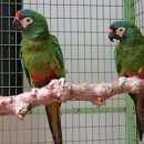 일리거 금강앵무(Blue-winged macaw) 이미지
