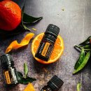 오렌지펫 이미지