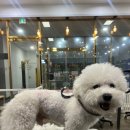 야옹아 멍멍해봐 미용실 | 야옹아멍멍해봐/봉명동애견미용/천안애견미용/비숑미용