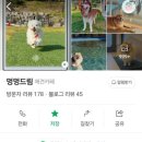 멍멍드림 이미지