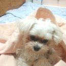 구피애견 이미지